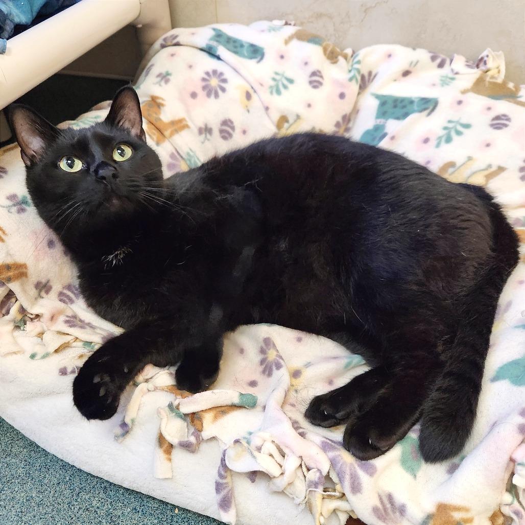Enlarge Gable, a Adoptable Domestic Short Hair in Naples, FL image 4/5