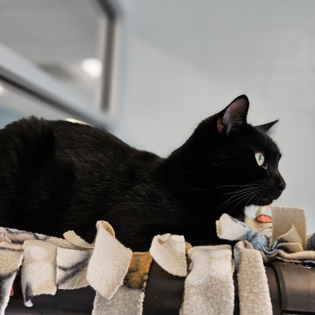 Enlarge Gable, a Adoptable Domestic Short Hair in Naples, FL image 6/6