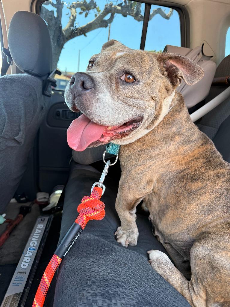 Rebecca Downey, Adoptable, Adult Female Mixed Breed.