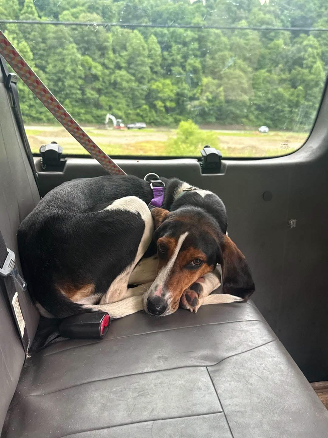 Enlarge Summer Peach, an adoptable Treeing Walker Coonhound in Marshall, NC image 1/6