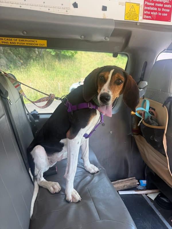 Enlarge Summer Peach, an adoptable Treeing Walker Coonhound in Marshall, NC image 5/6