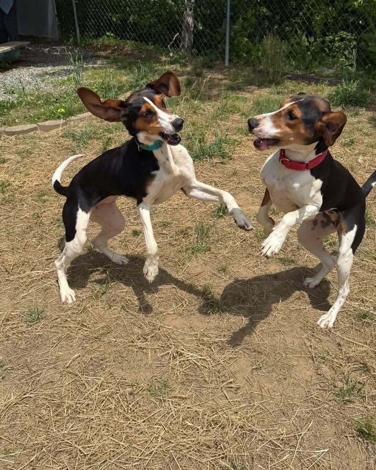 Enlarge Summer Peach, an adoptable Treeing Walker Coonhound in Marshall, NC image 6/6
