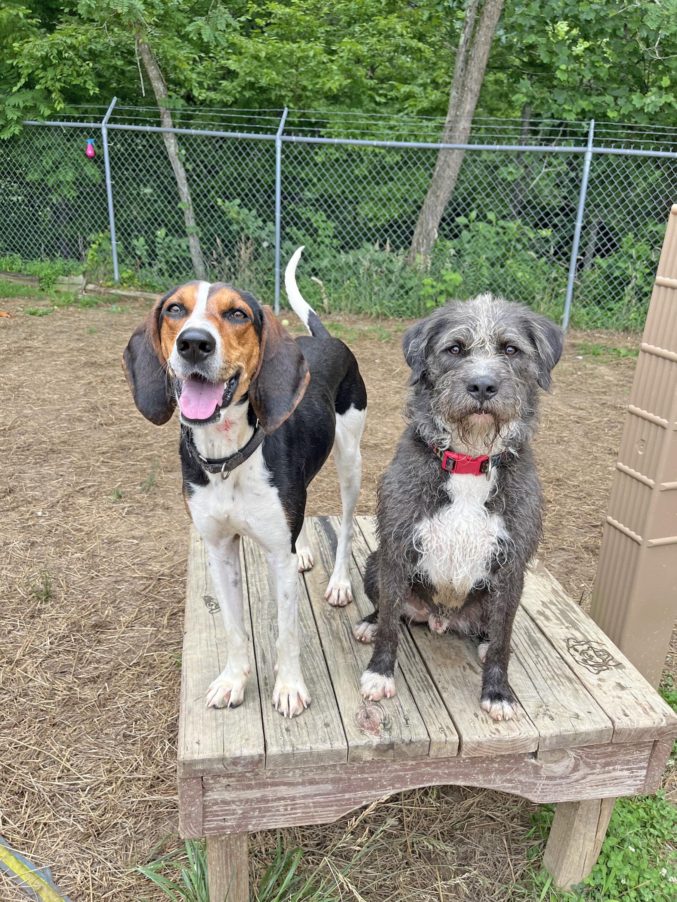 Enlarge Summer Peach, an adoptable Treeing Walker Coonhound in Marshall, NC image 2/6