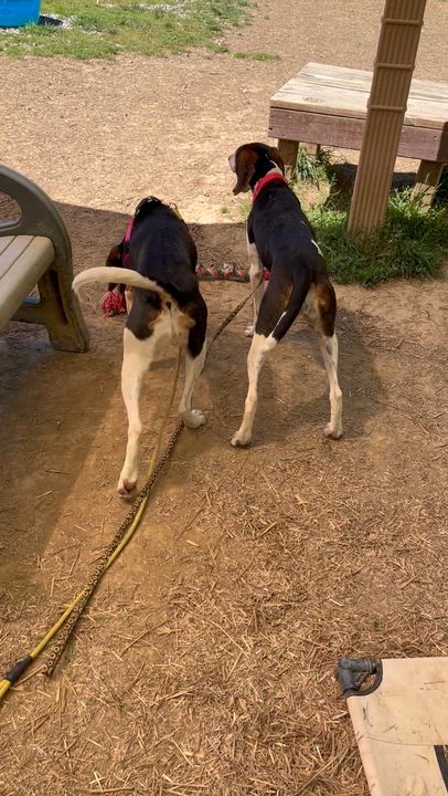 Enlarge Summer Peach, an adoptable Treeing Walker Coonhound in Marshall, NC video 4/6