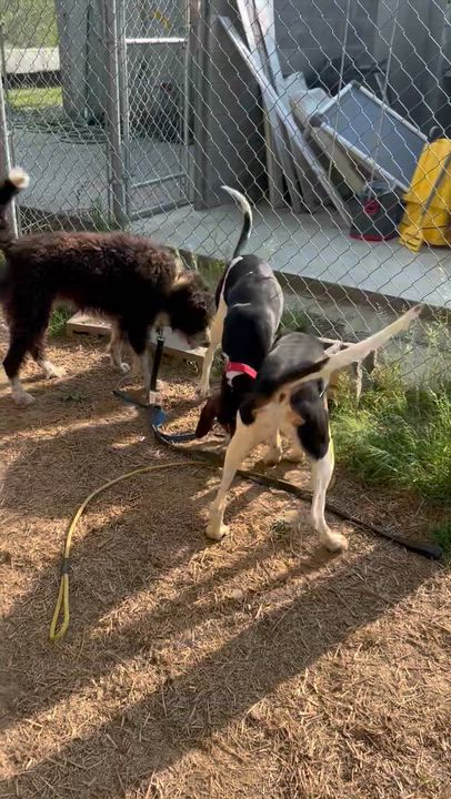 Enlarge Summer Peach, an adoptable Treeing Walker Coonhound in Marshall, NC video 3/6