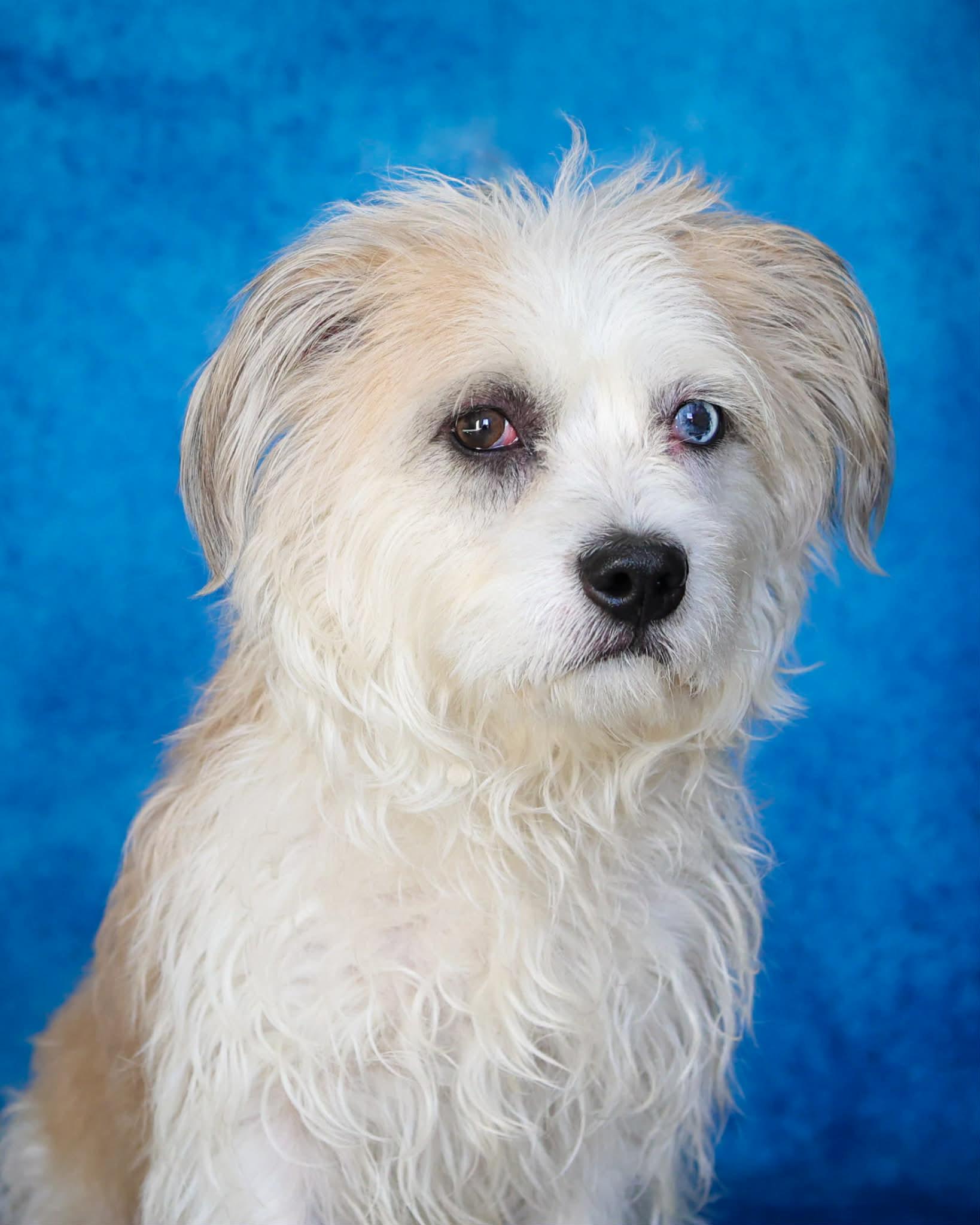 Enlarge GAZPACHO (0355), an adopted mixed breed in Bridgeport, CT image 1/1