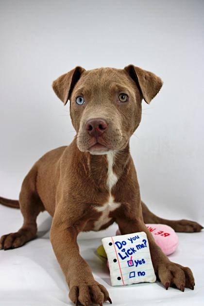 Cookie Monster — thumbnail 2