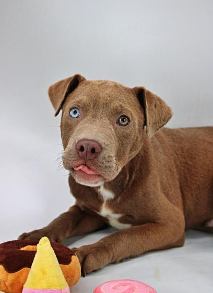 Cookie Monster — thumbnail 3