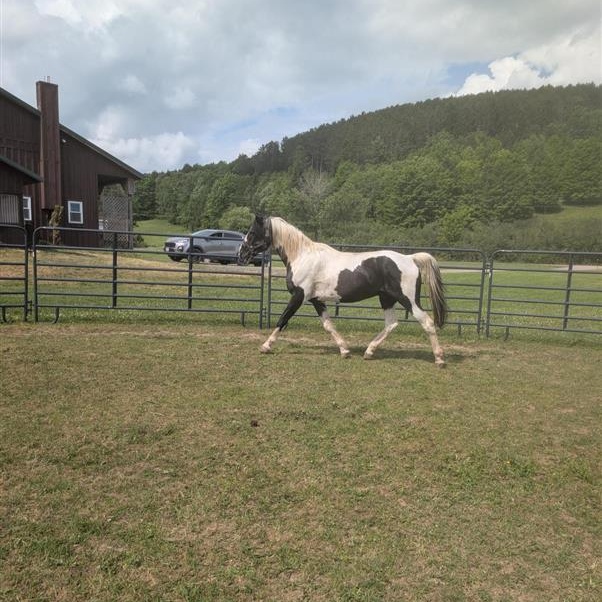 Pontiac, a ADOPTABLE Grade in Cooperstown, NY image 3/6