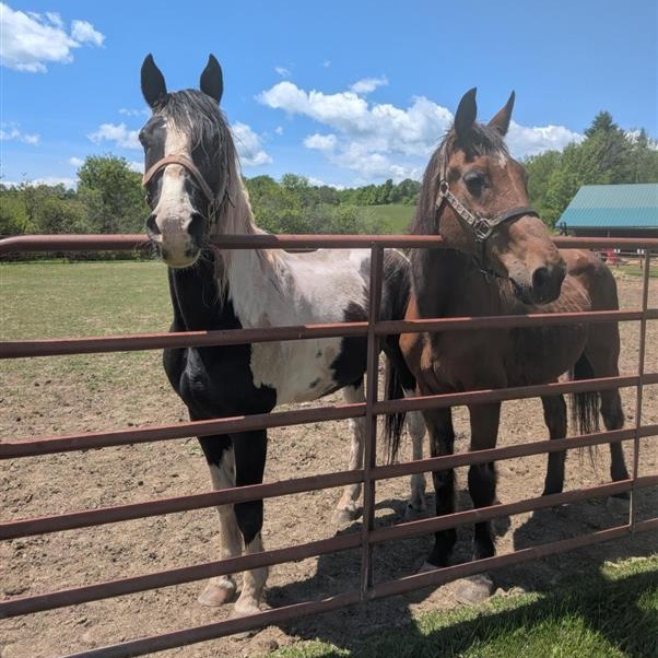 Pontiac, a ADOPTABLE Grade in Cooperstown, NY image 3/5