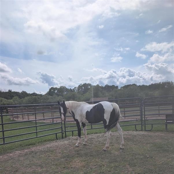 Pontiac, a ADOPTABLE Grade in Cooperstown, NY image 6/6