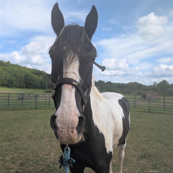 Pontiac, a ADOPTABLE Grade in Cooperstown, NY image 1/6