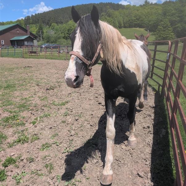 Pontiac, a ADOPTABLE Grade in Cooperstown, NY image 5/5