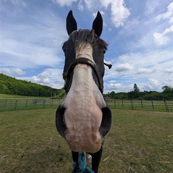 Pontiac, a ADOPTABLE Grade in Cooperstown, NY image 5/6