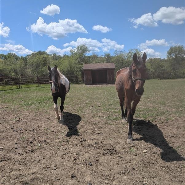 Pontiac, a ADOPTABLE Grade in Cooperstown, NY image 4/5