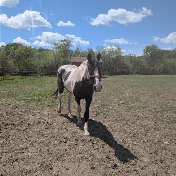 Pontiac, a ADOPTABLE Grade in Cooperstown, NY image 1/5