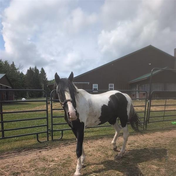 Pontiac, a ADOPTABLE Grade in Cooperstown, NY image 4/6