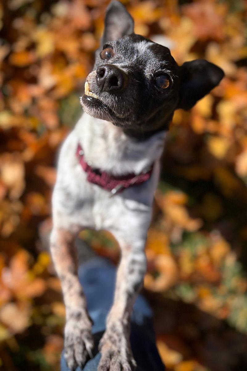 Beetle (WA), Adopted, Adult Male Rat Terrier.