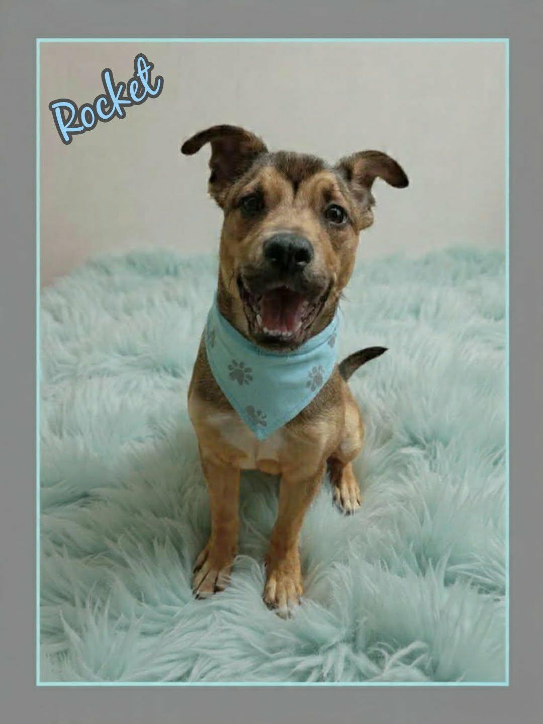 Enlarge Rocket, a ADOPTABLE mixed breed in Grove, OK image 5/5