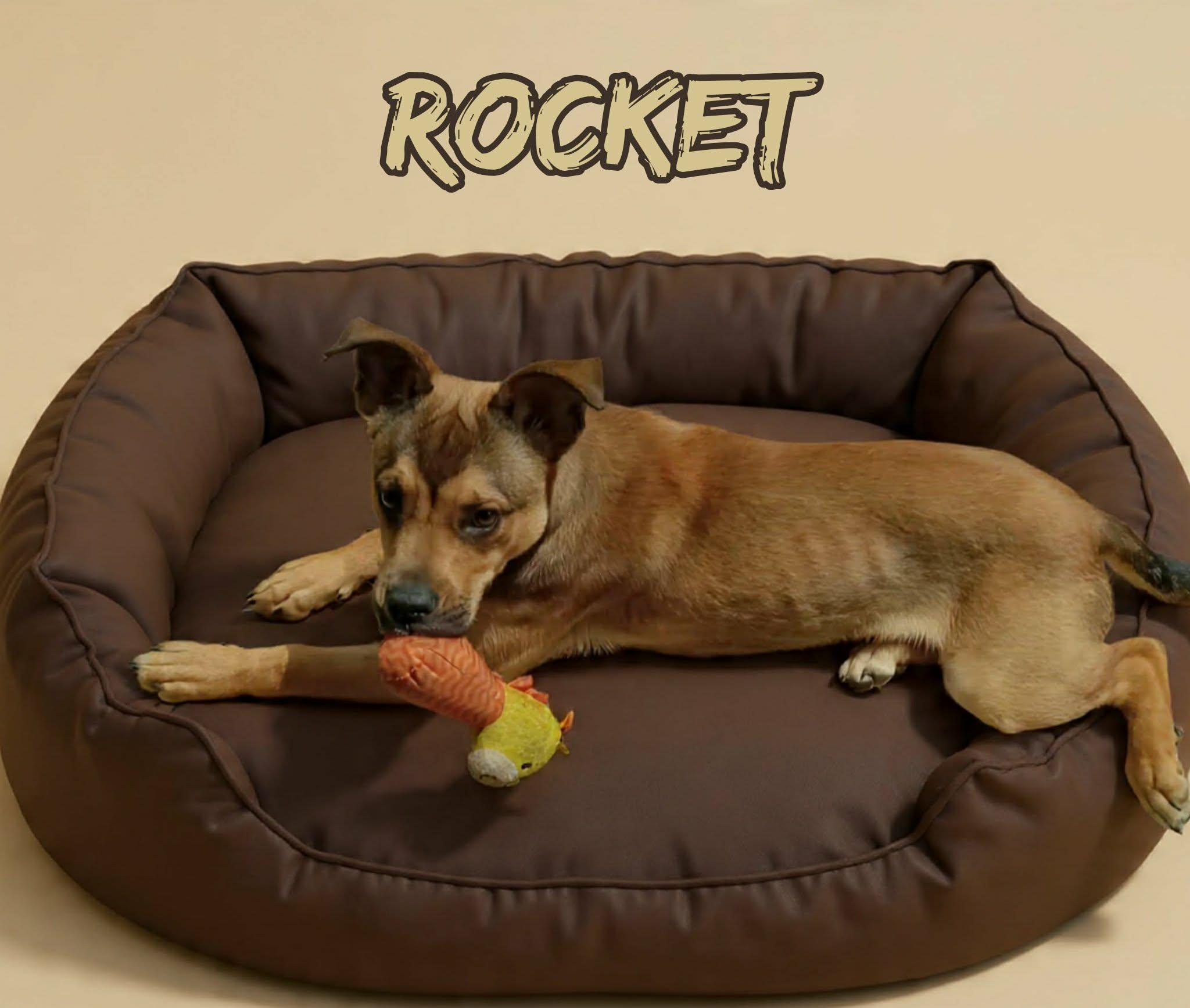 Enlarge Rocket, a ADOPTABLE mixed breed in Grove, OK image 3/5