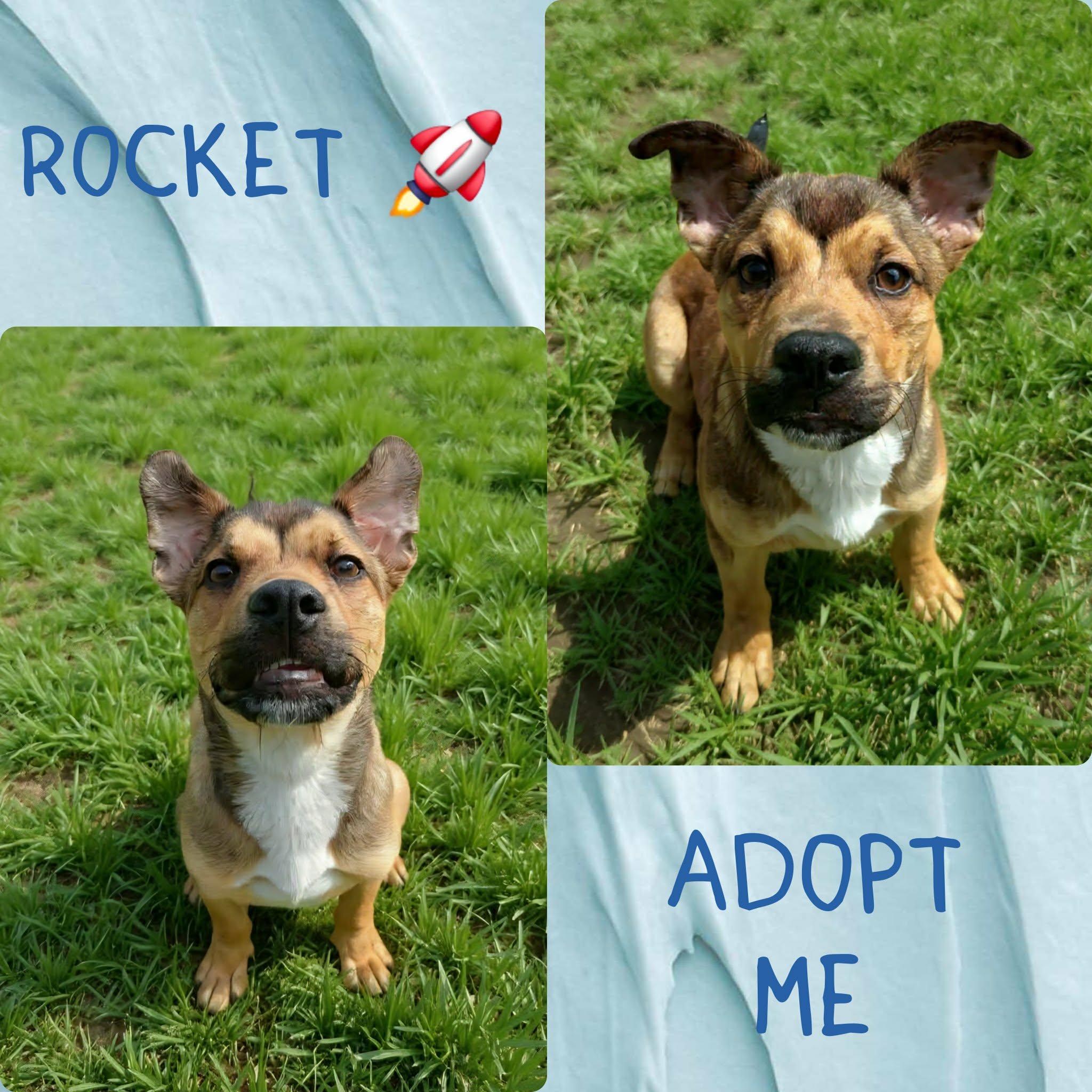 Enlarge Rocket, a ADOPTABLE mixed breed in Grove, OK image 4/5