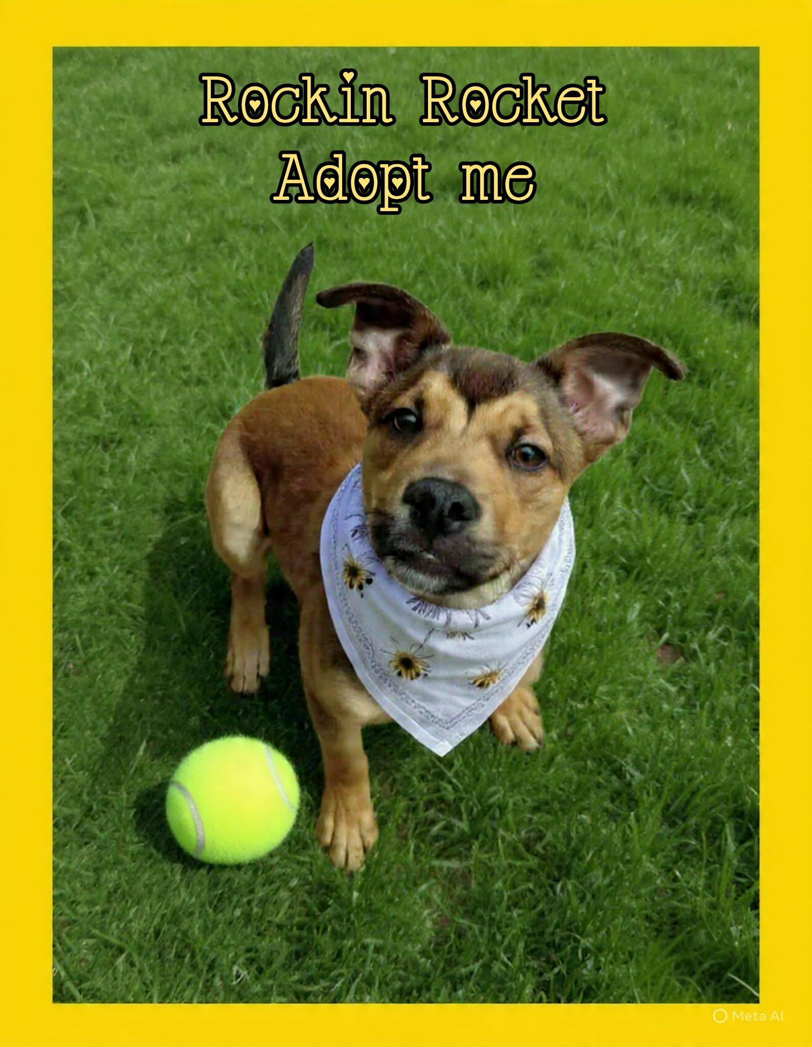 Rocket, ADOPTABLE, Young Male German Shepherd Dog & Pit Bull Terrier.