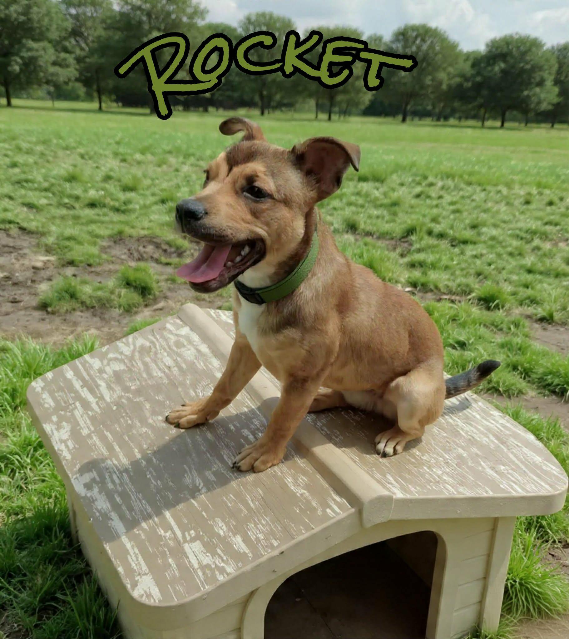 Enlarge Rocket, a ADOPTABLE mixed breed in Grove, OK image 2/5