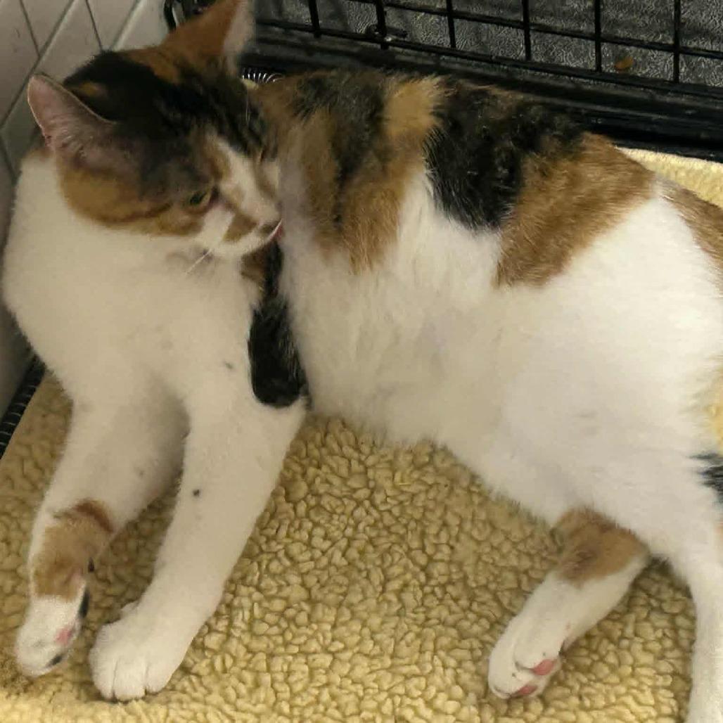 Ivy, a Adoptable Domestic Short Hair in Wadena, MN image 1/2