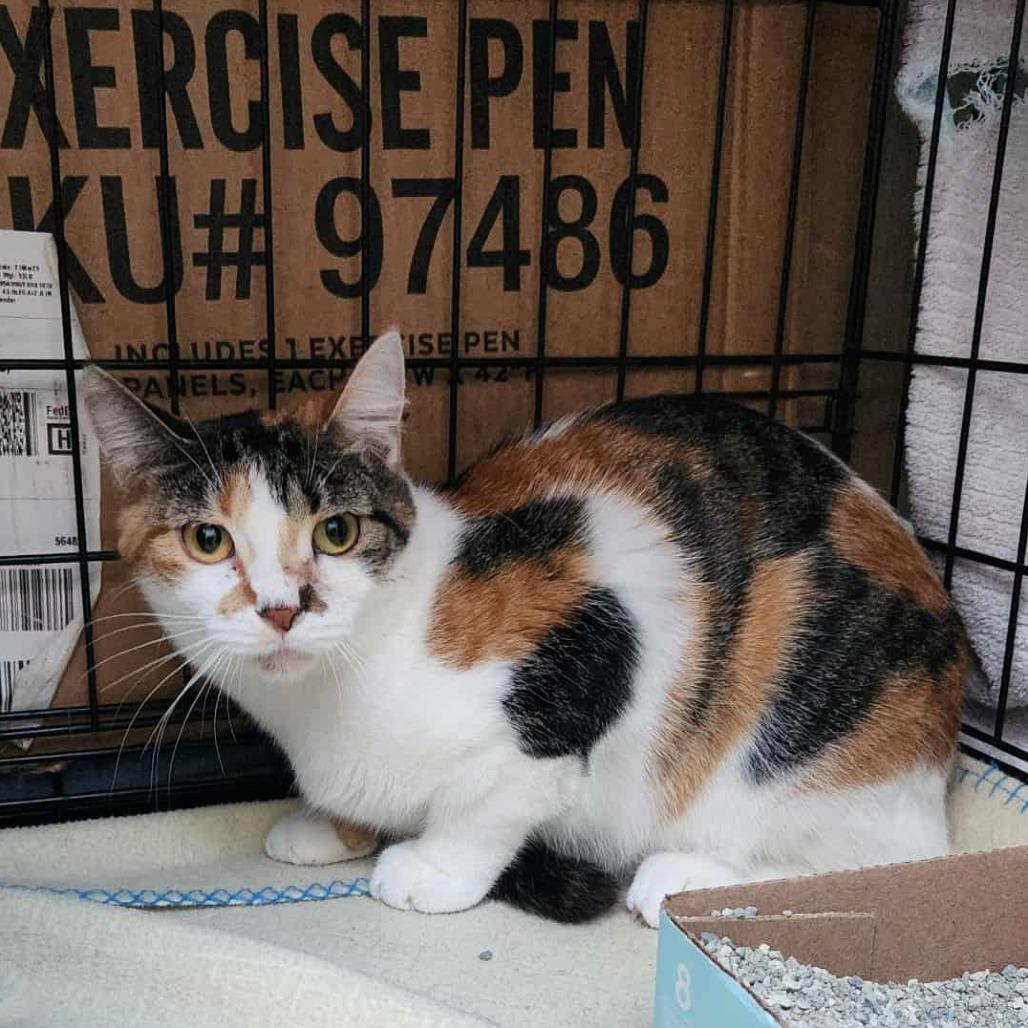 Ivy, a Adoptable Domestic Short Hair in Wadena, MN image 2/2