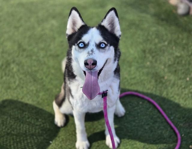 YSERA, Adoptable, Adult Female Siberian Husky.