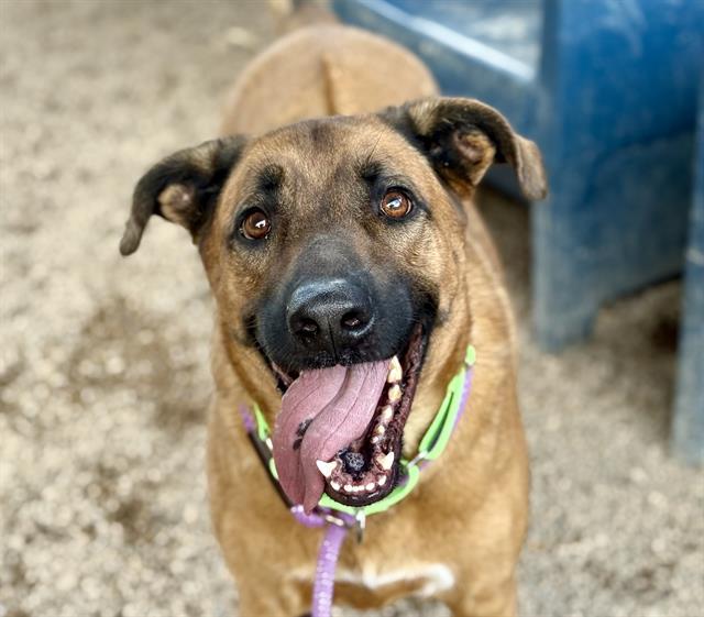Enlarge BRUNO, a Adoptable mixed breed in Tucson, AZ image 1/1
