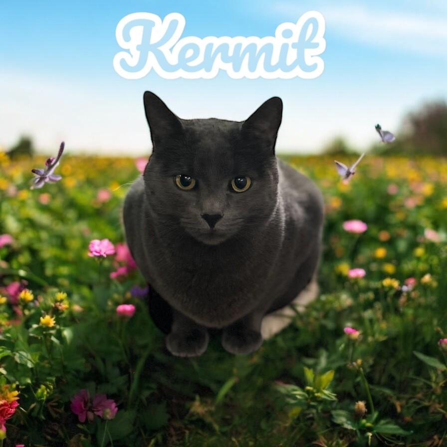 Kermit