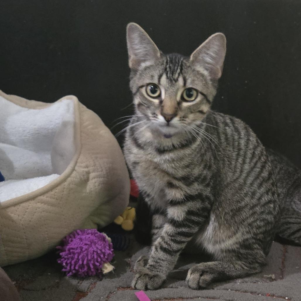 Cruisin' McDonalds, Adoptable, Young Male Domestic Short Hair.