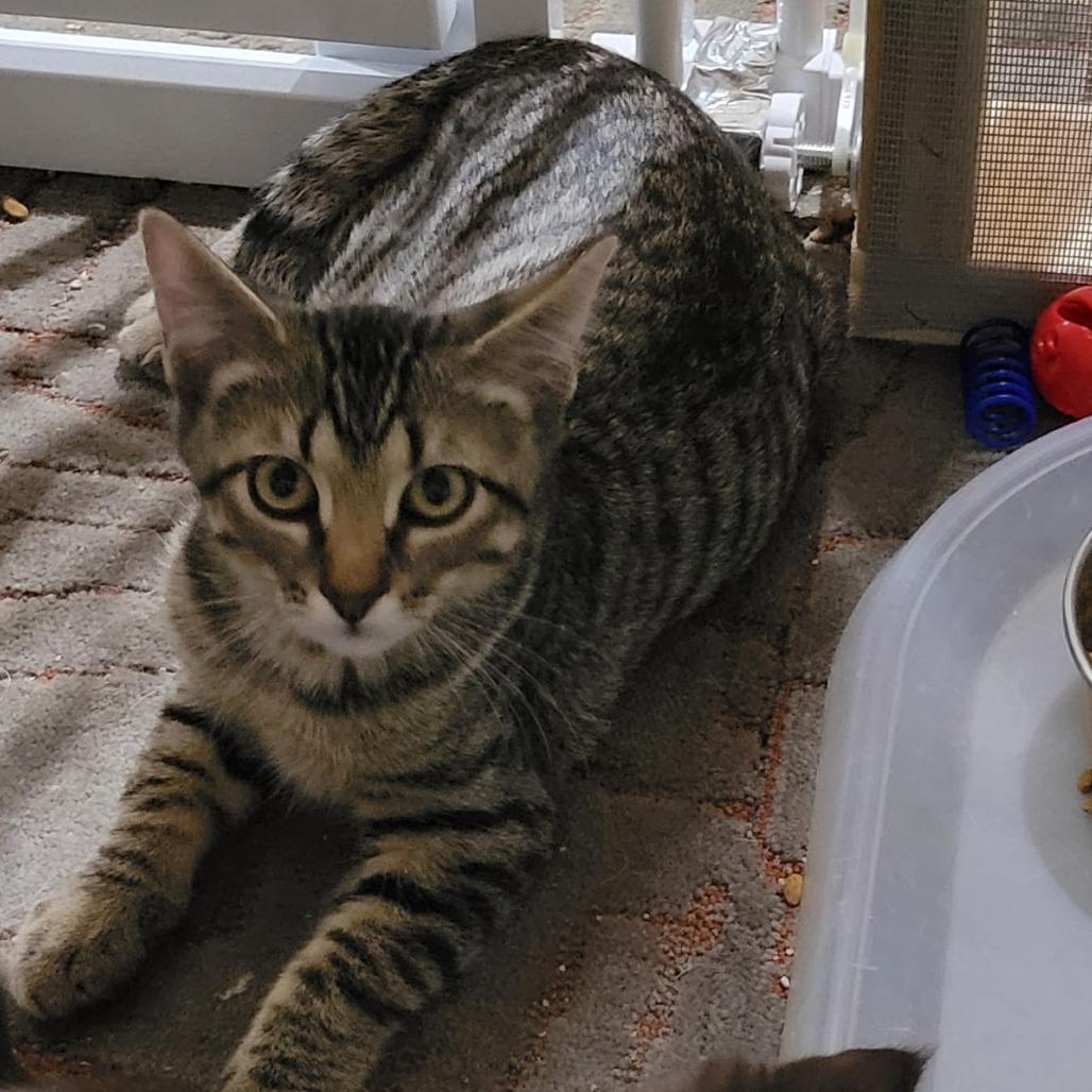 Enlarge Cruisin' McDonalds, a Adoptable Domestic Short Hair in FAIRWAY, KS image 2/4