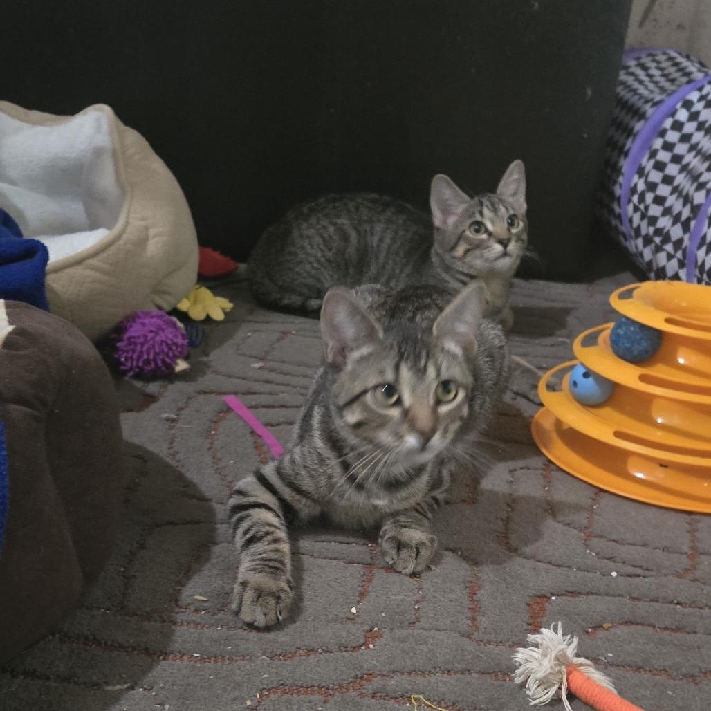 Enlarge Cruisin' McDonalds, a Adoptable Domestic Short Hair in FAIRWAY, KS image 3/4