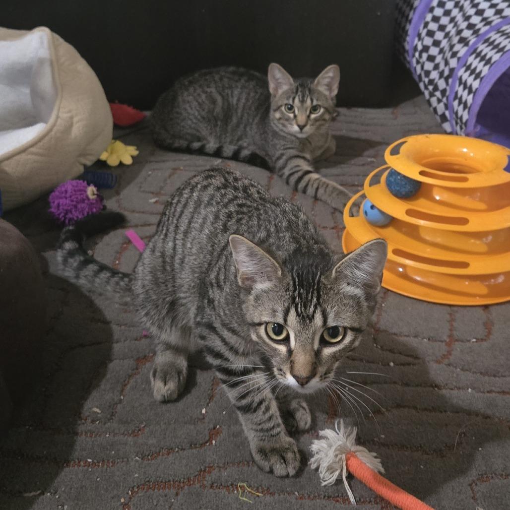 Enlarge Cruisin' McDonalds, a Adoptable Domestic Short Hair in FAIRWAY, KS image 4/4