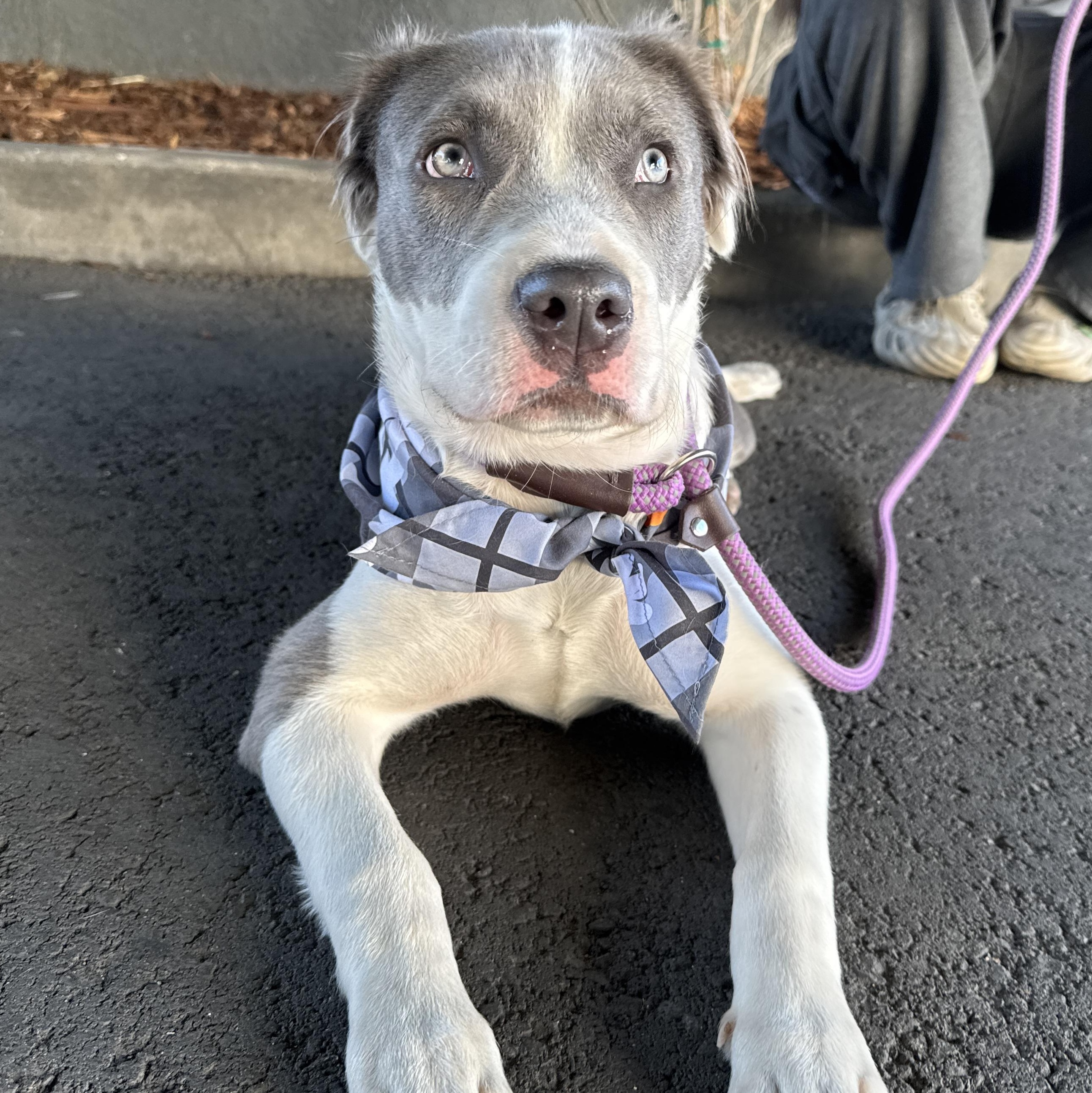 Enlarge Nova, an adoptable mixed breed in Los Angeles, CA image 3/5