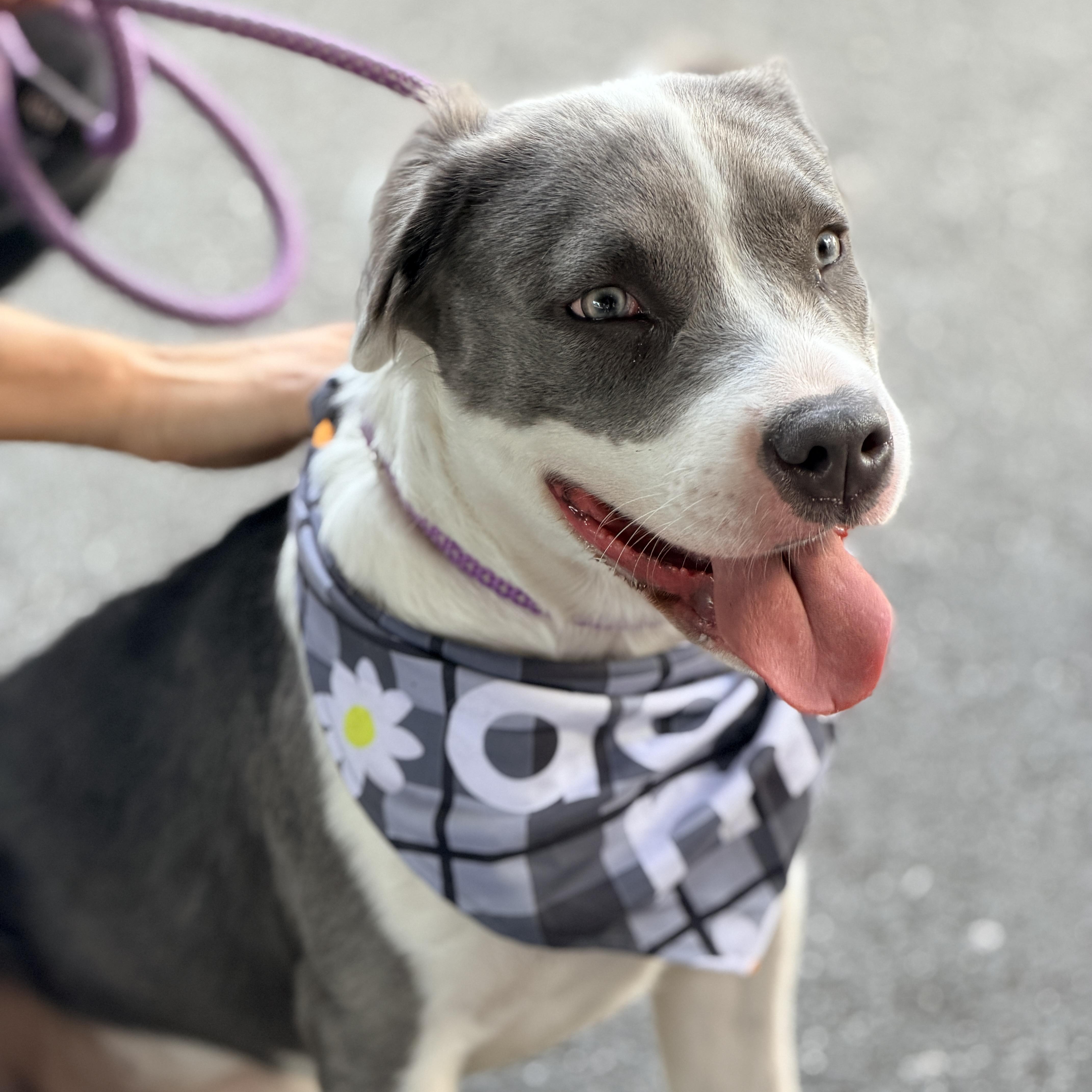 Nova, adoptable, Puppy Female Labrador Retriever & American Staffordshire Terrier.