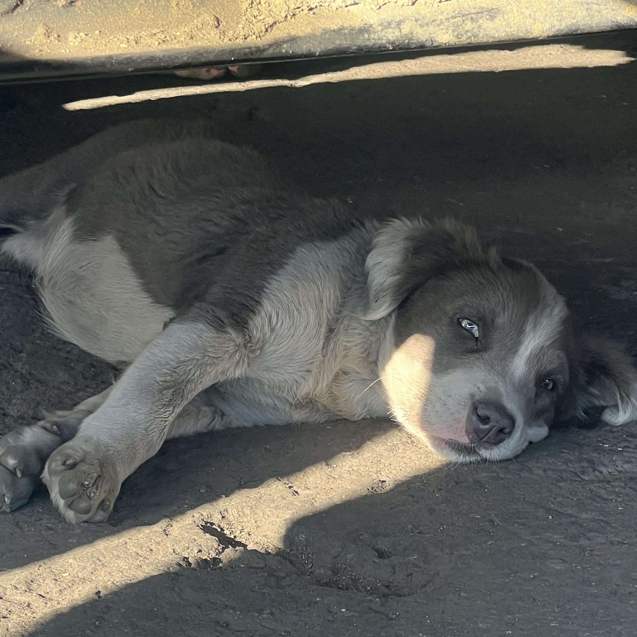 Enlarge Nova, an adoptable mixed breed in Los Angeles, CA image 5/5