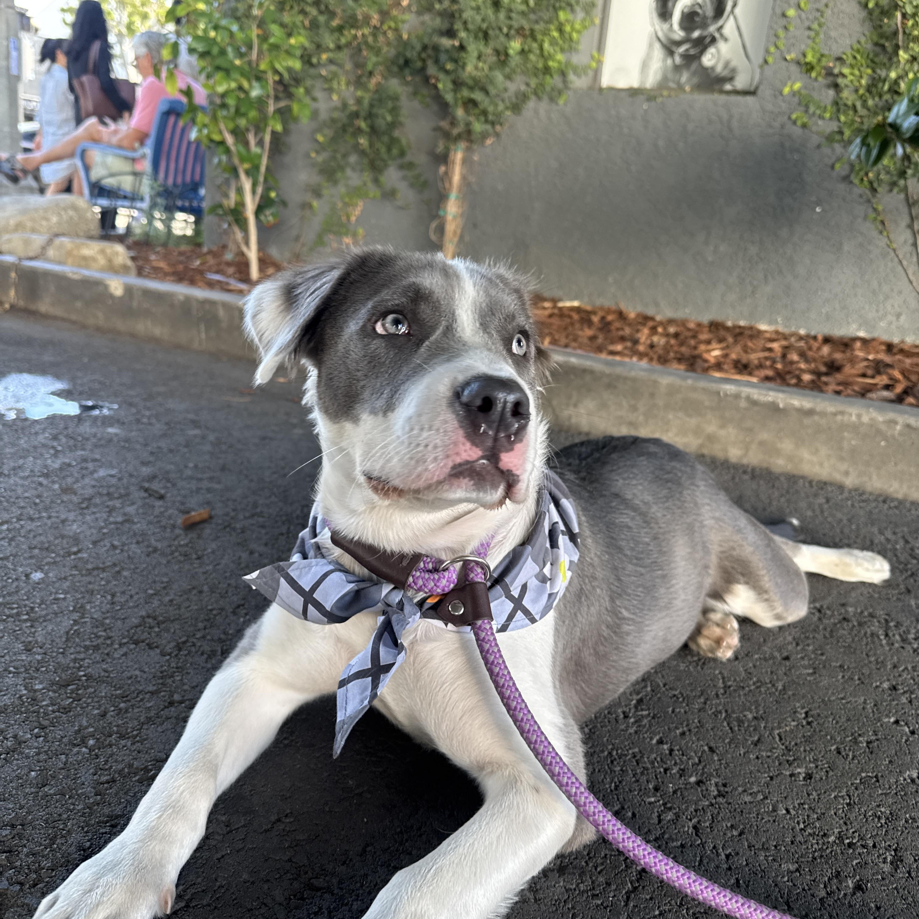 Enlarge Nova, an adoptable mixed breed in Los Angeles, CA image 4/5