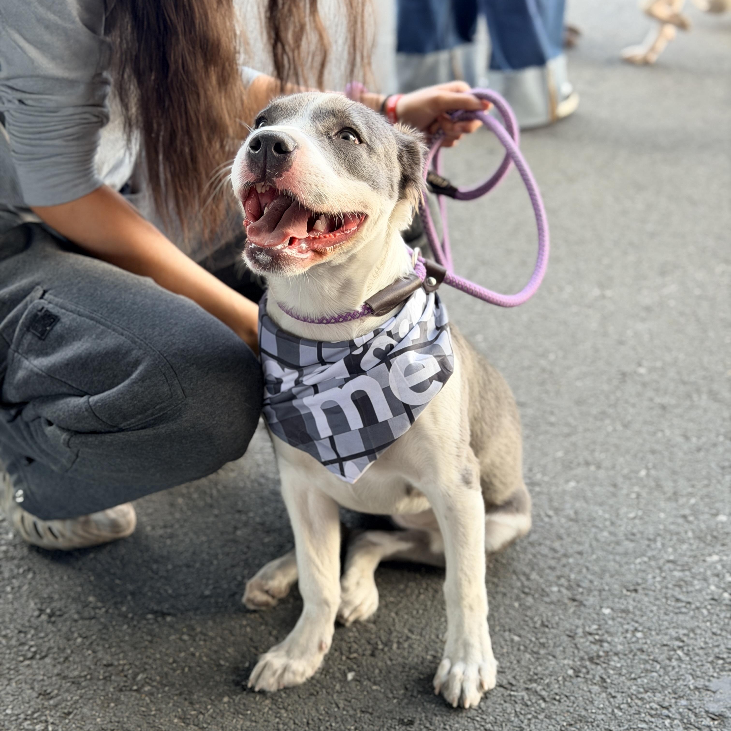 Enlarge Nova, an adoptable mixed breed in Los Angeles, CA image 2/5