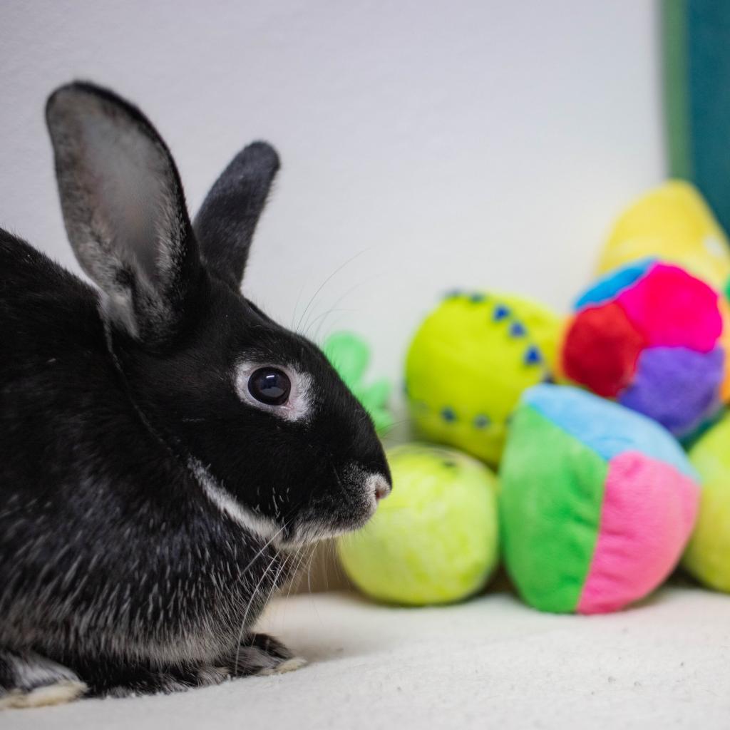 Mister, Adoptable, Adult Male Silver Marten.
