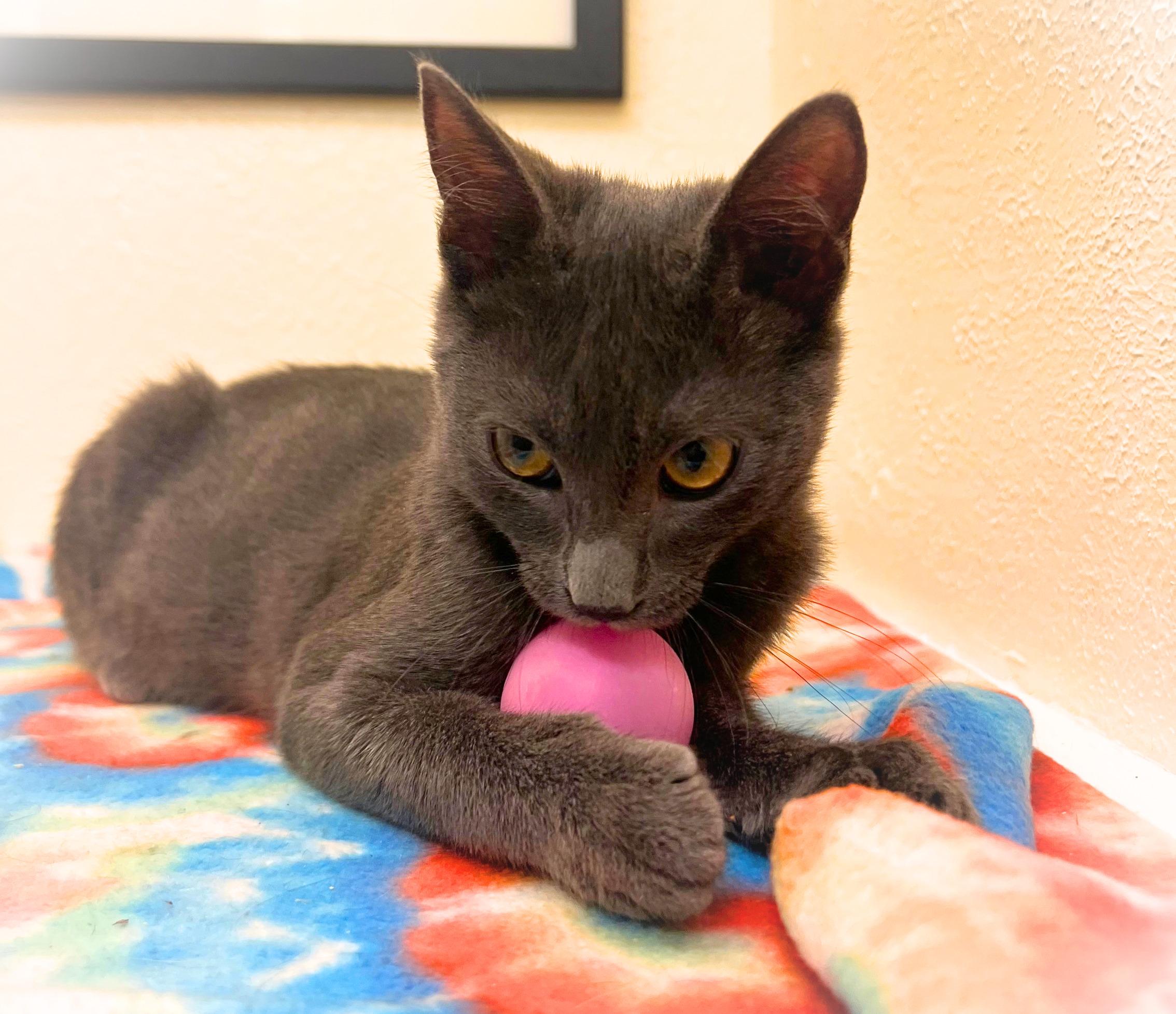 Tiny Tim, mini prince charming (bonded brother- Tommy Boy), Adoptable, Kitten Male Korat & American Shorthair.