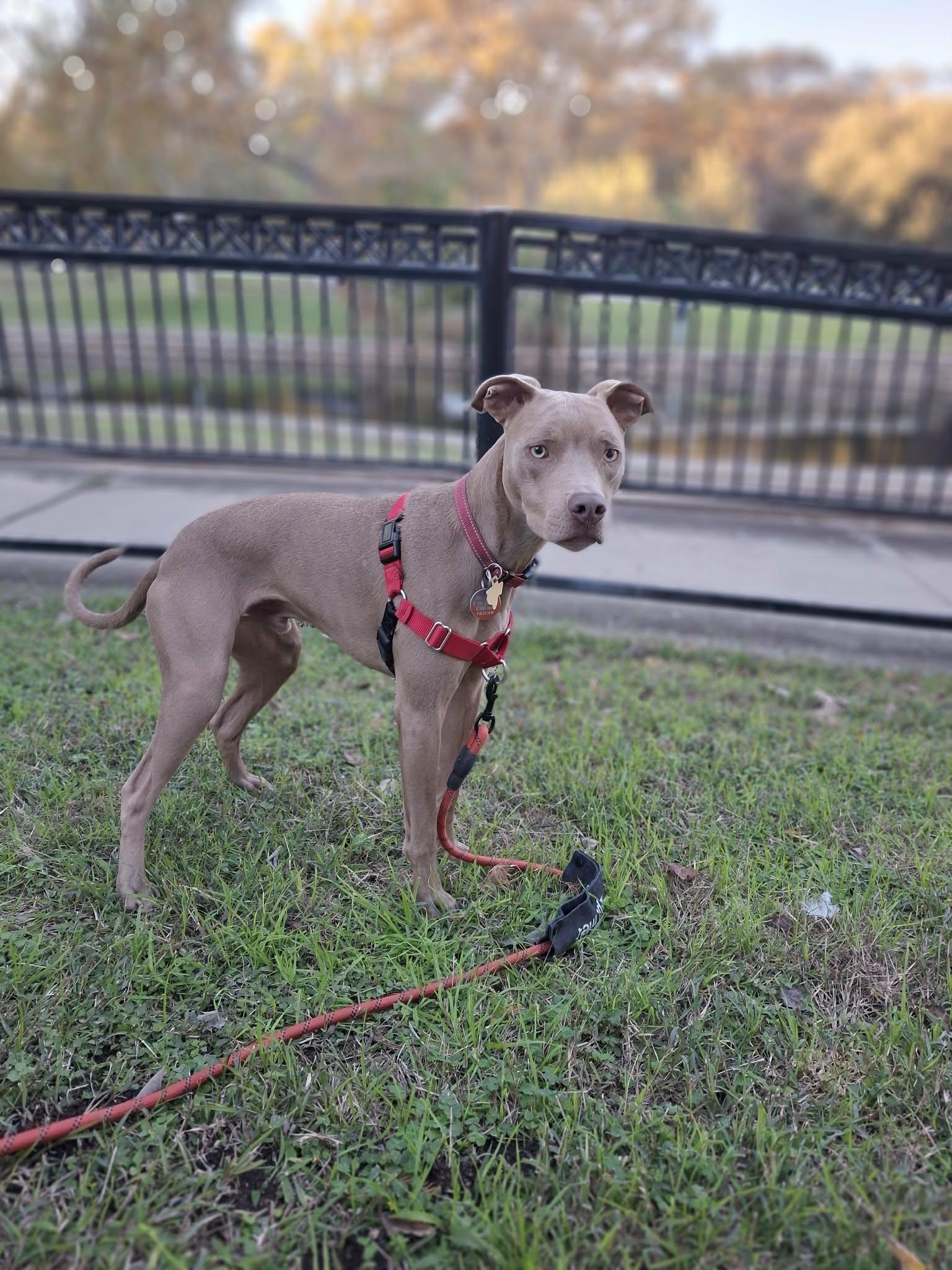 Enlarge  Peanut, a Adoptable mixed breed in New Braunfels, TX image 1/6