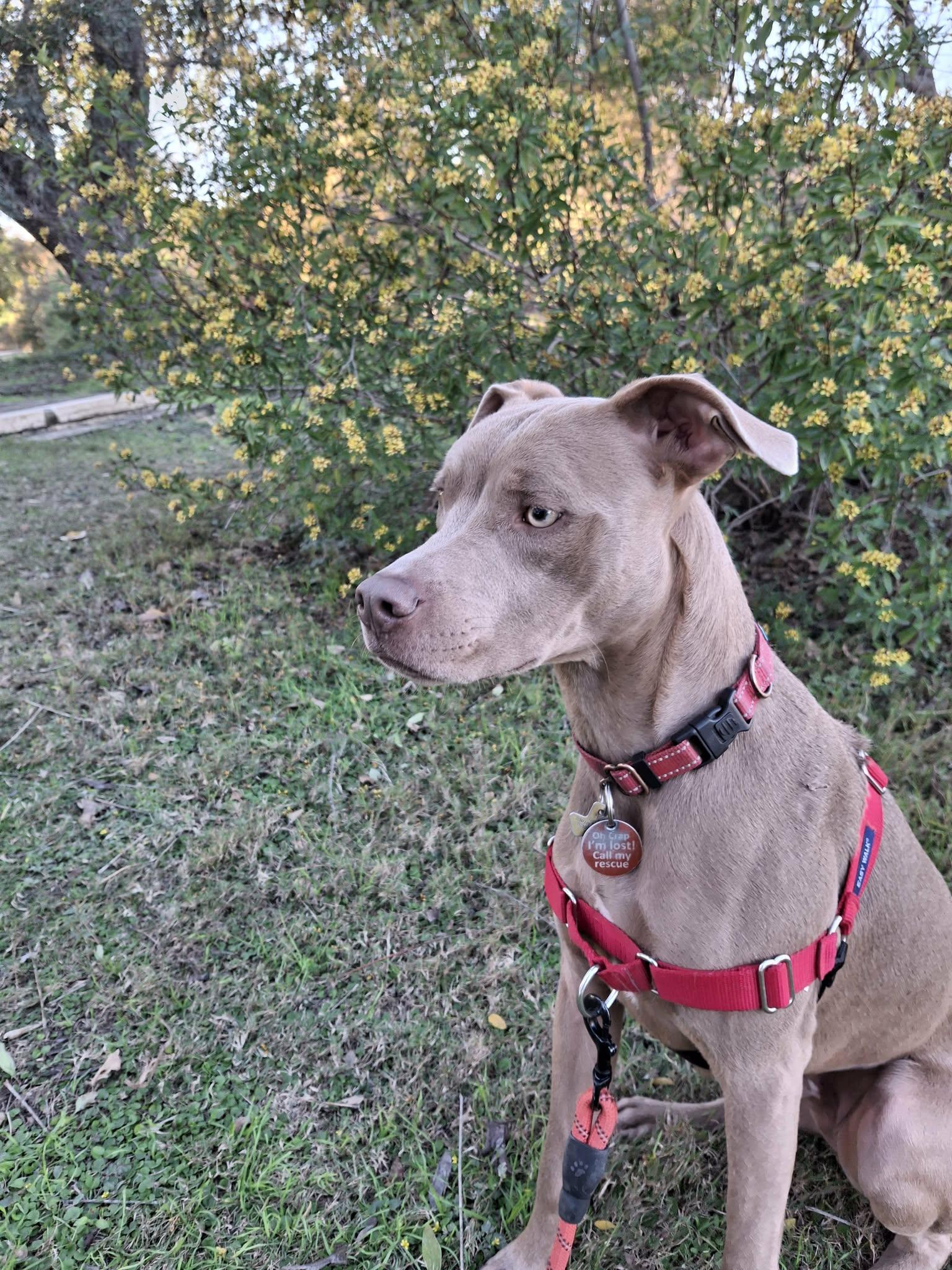 Enlarge  Peanut, a Adoptable mixed breed in New Braunfels, TX image 4/6