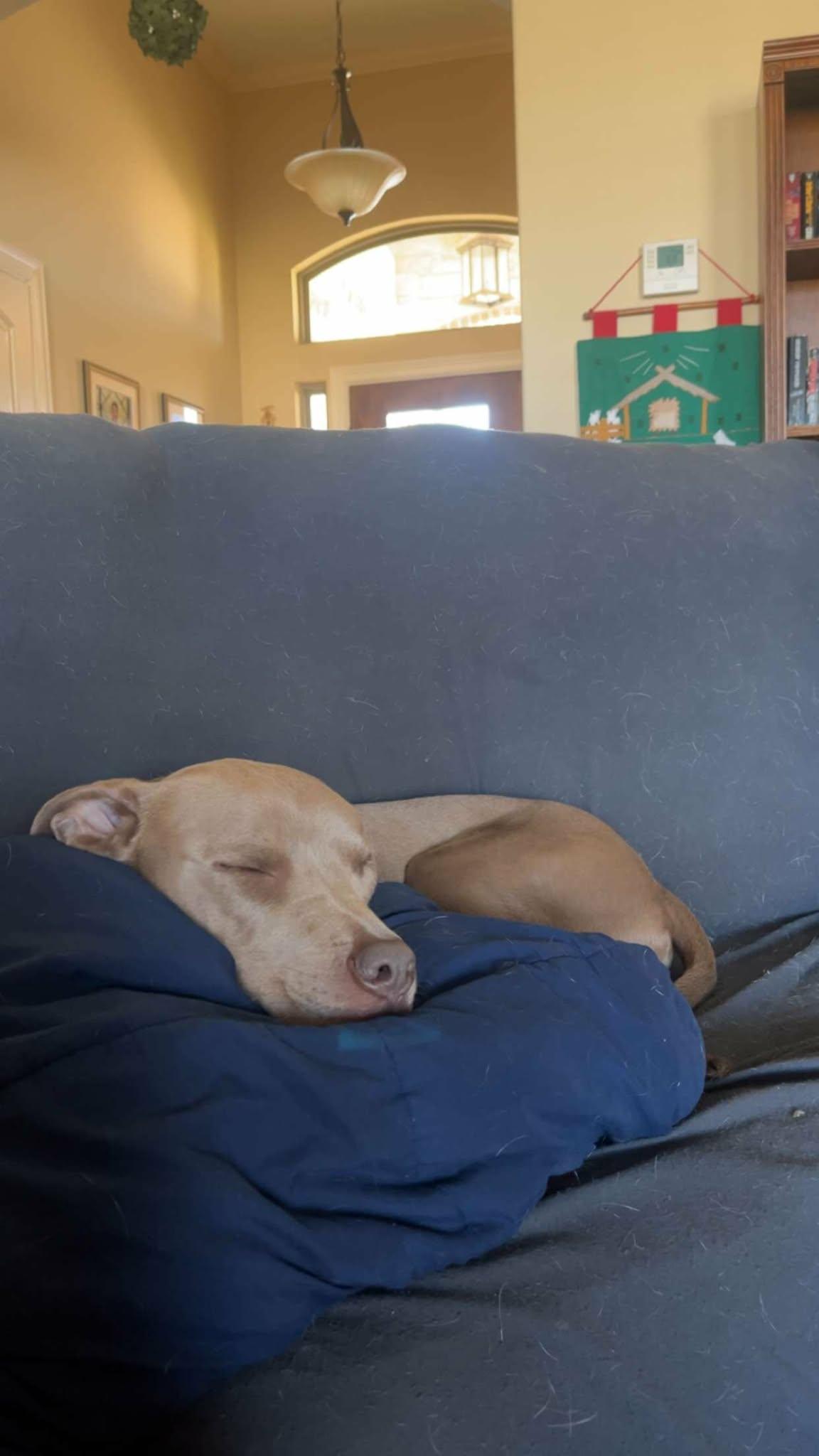 Enlarge  Peanut, a Adoptable mixed breed in New Braunfels, TX image 3/6