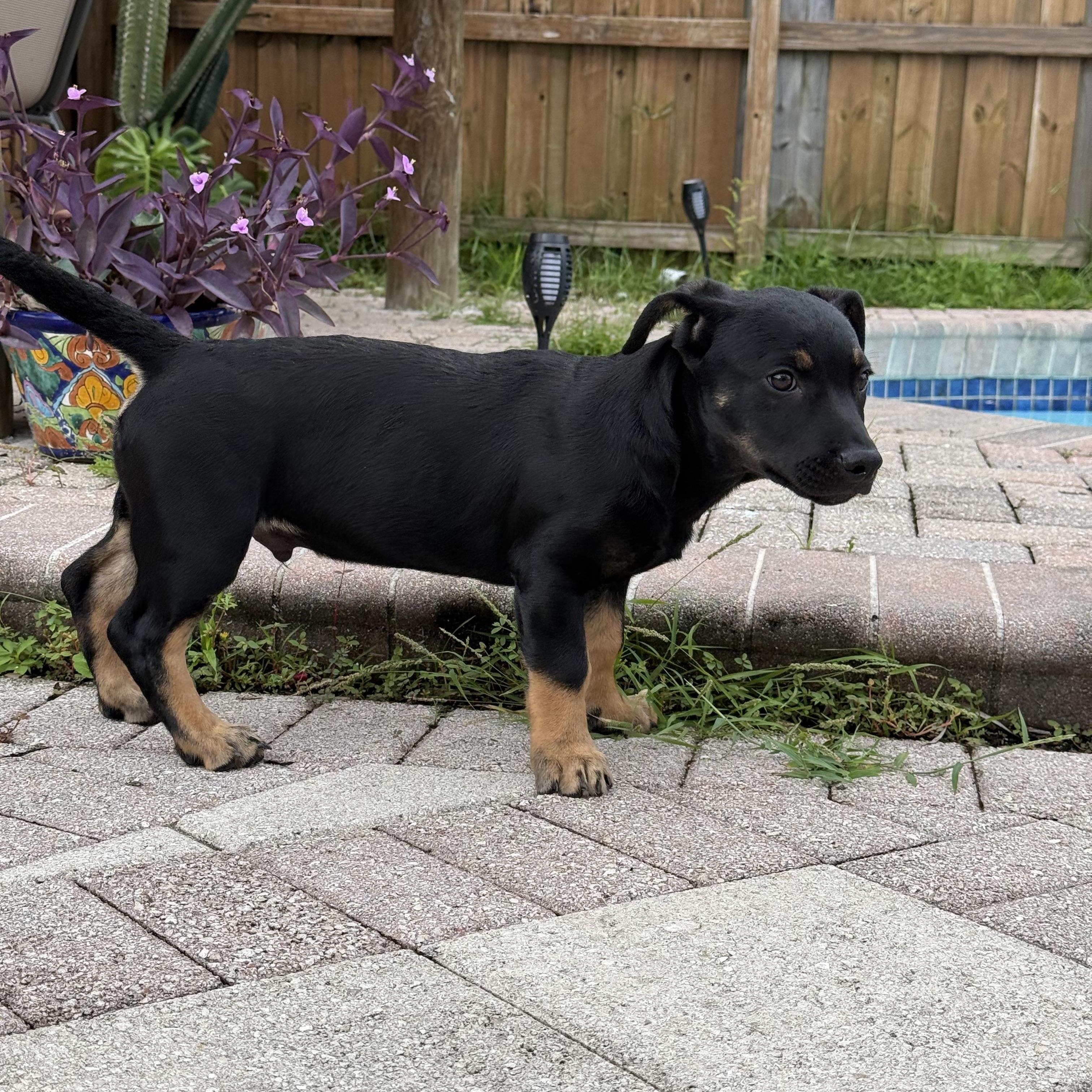 Enlarge Luke, a Adoptable mixed breed in Miramar, FL image 2/4