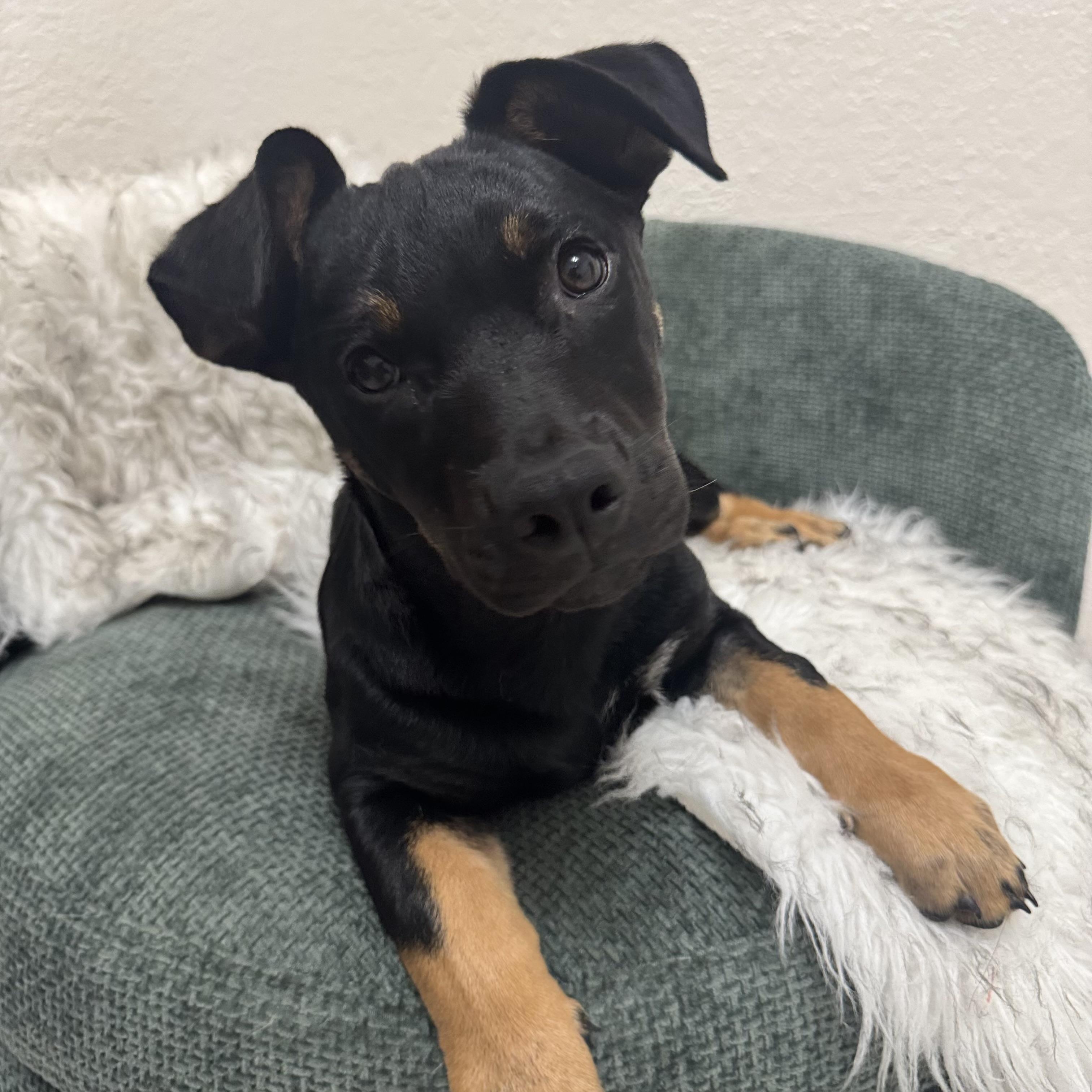 Luke, Adoptable, Puppy Male Dachshund & Border Terrier.