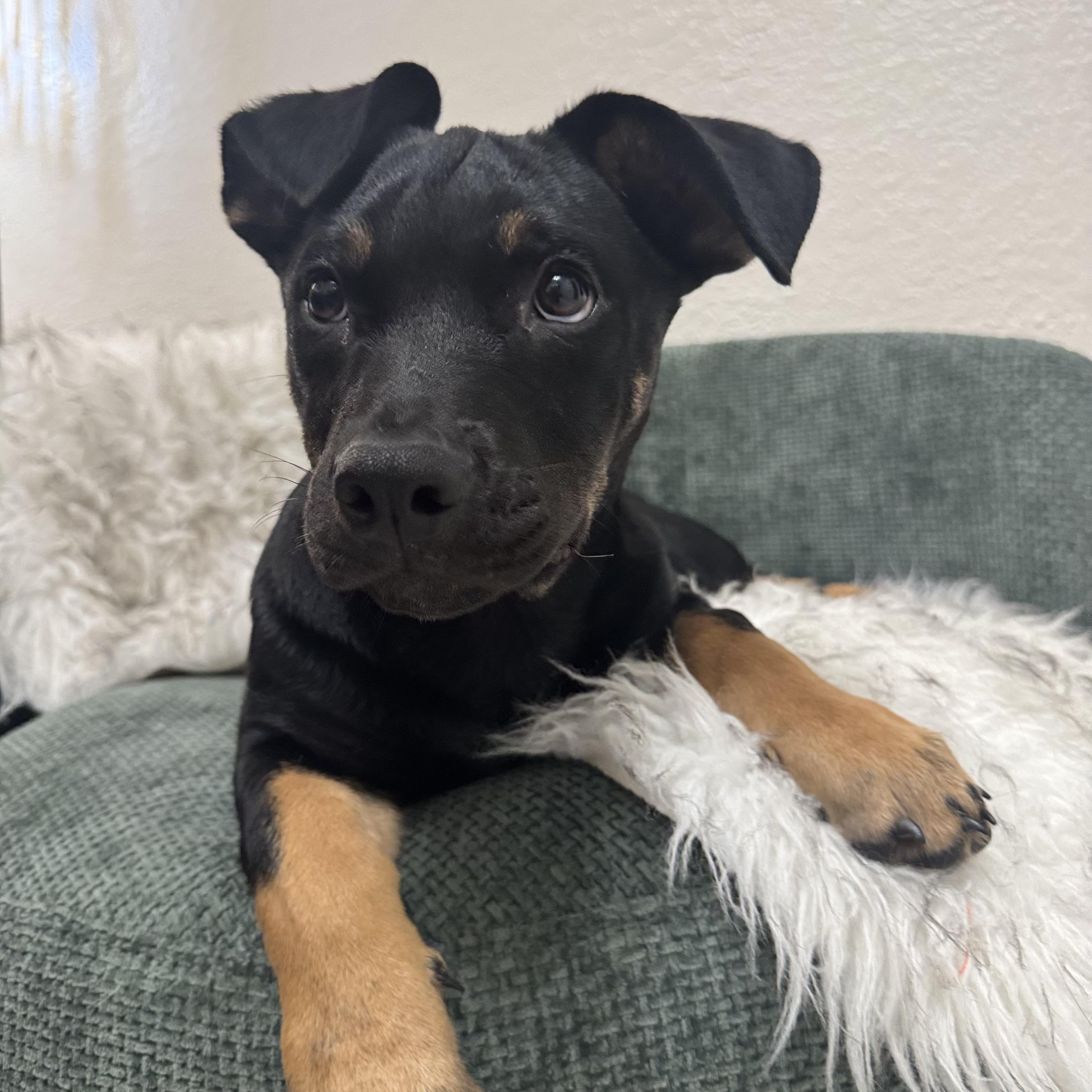 Enlarge Luke, a Adoptable mixed breed in Miramar, FL image 4/4