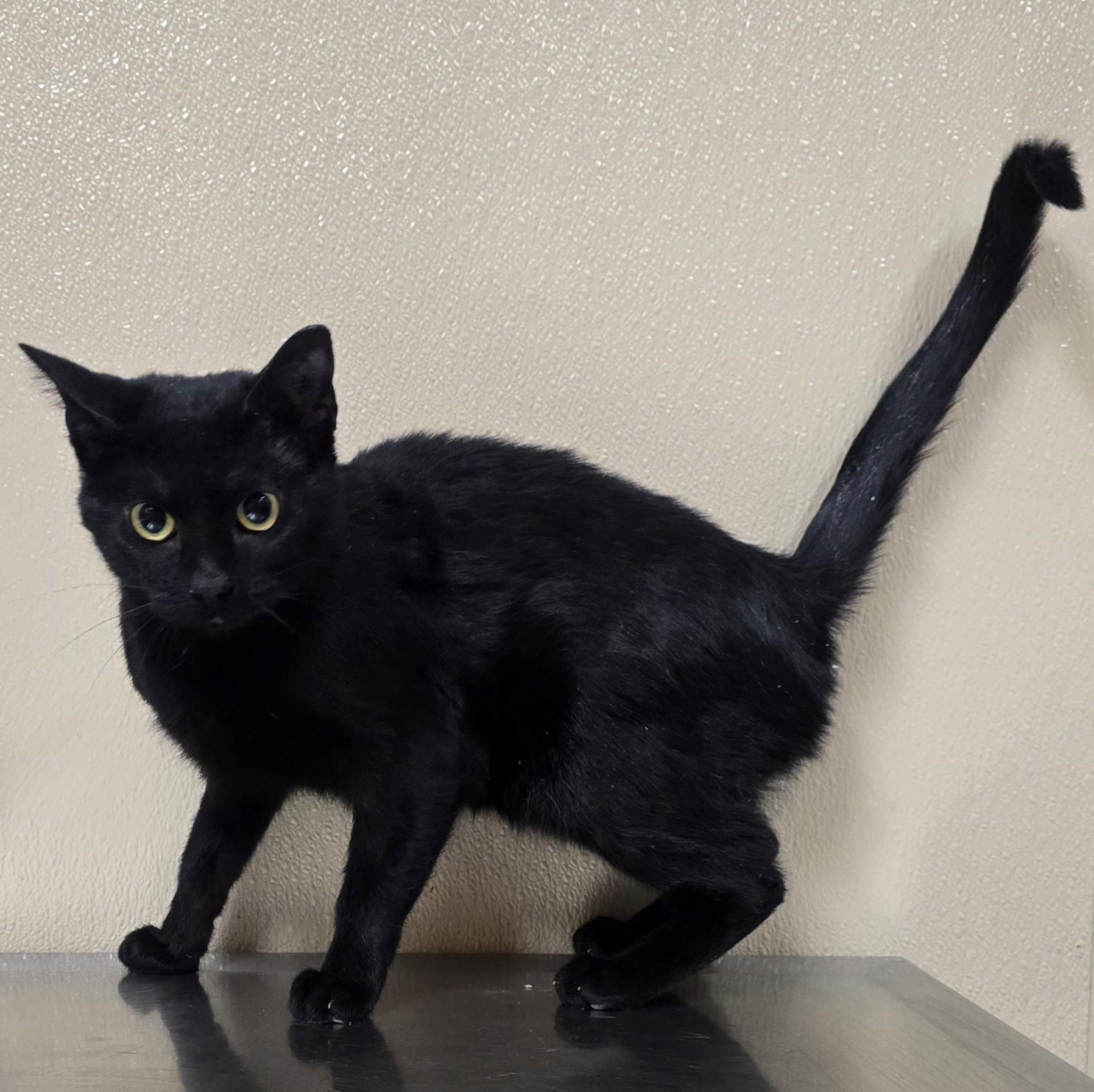 Enlarge Betty, an adoptable mixed breed in Brainerd, MN image 1/1